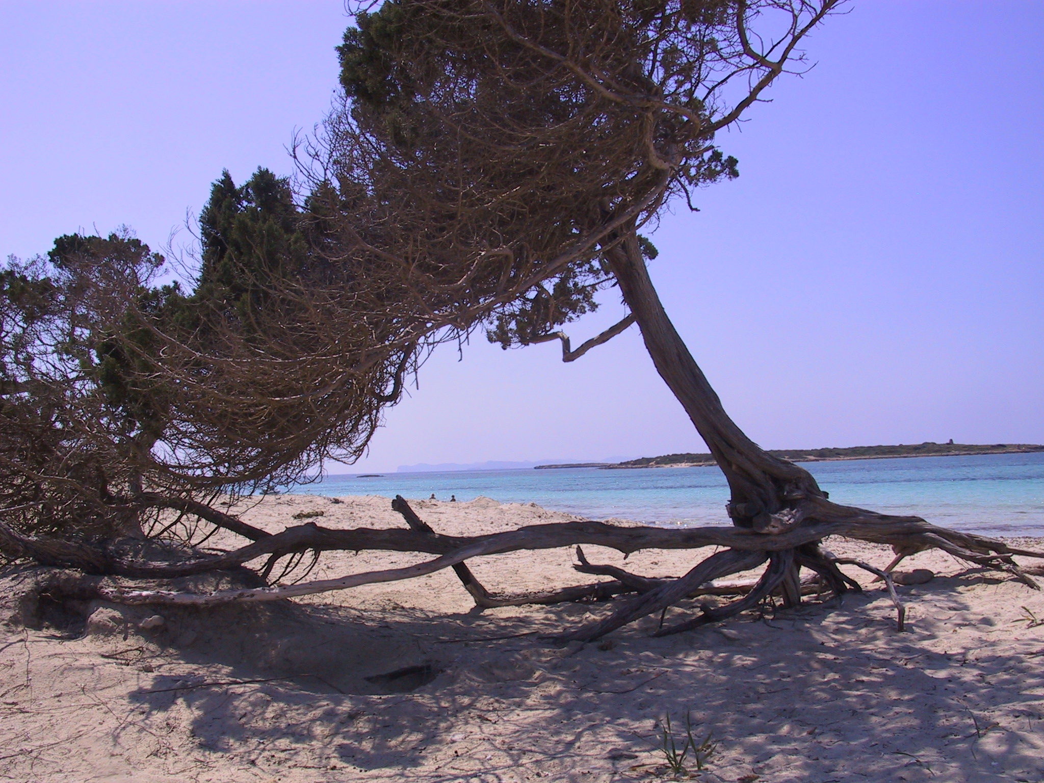 Arena, vegetación y costa en Es Carbó
