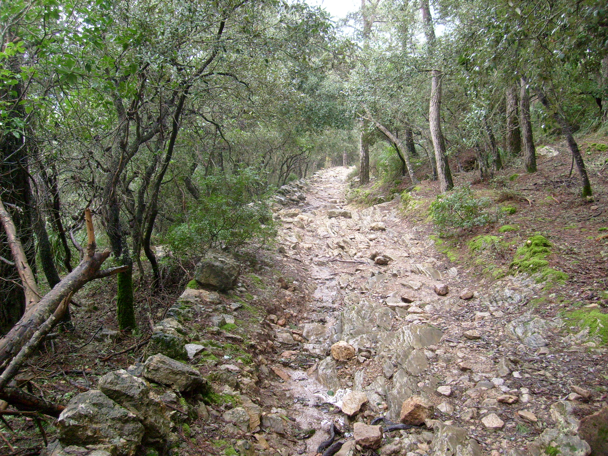 Encinar junto al Camí des Correu en Mallorca